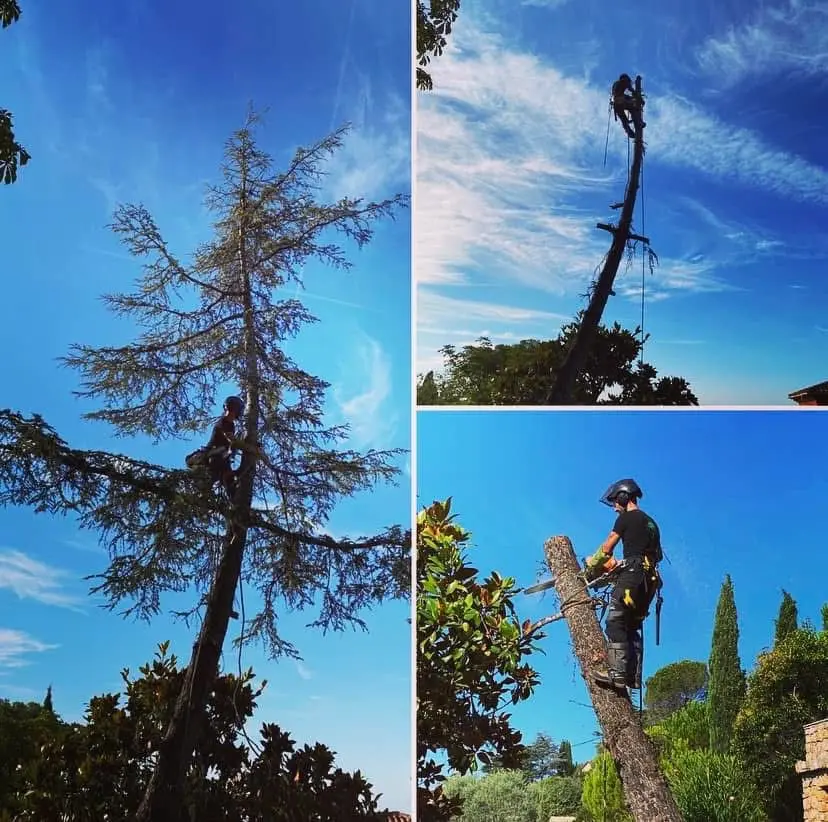 Élagage acrobatique