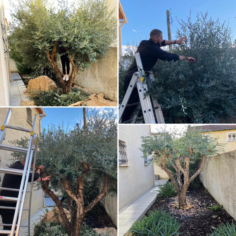 Entreprise GARDEN ELAGUE Grasse - Tony PORTELLI Elagueur Abattage Arbres Palmiers Oliviers Jardinier Paysagiste Aménagement à Grasse 06130 Evacue tous les déchets. Camion et broyeur Disponible.