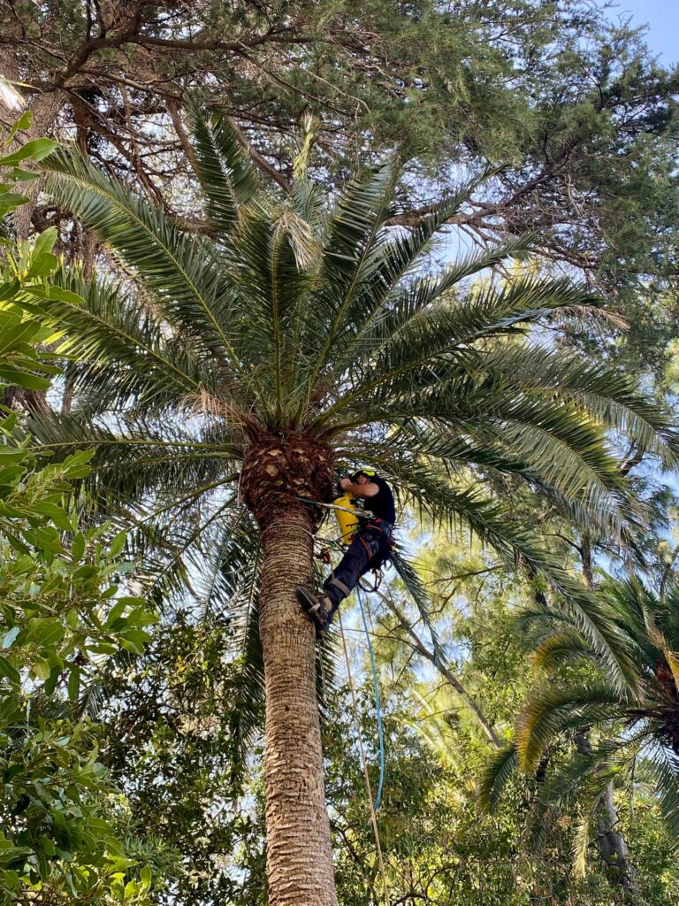 Entreprise GARDEN ELAGUE Grasse - Tony PORTELLI Elagueur Abattage Arbres Palmiers Oliviers Jardinier Paysagiste Aménagement à Grasse 06130 Evacue tous les déchets. Camion et broyeur Disponible.