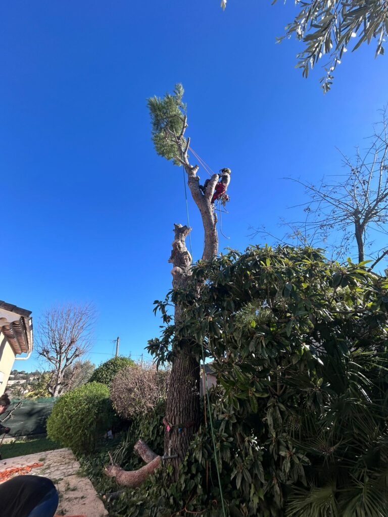 Entreprise GARDEN ELAGUE Grasse - Tony PORTELLI Elagueur Abattage Arbres Palmiers Oliviers Jardinier Paysagiste Aménagement à Grasse 06130 Evacue tous les déchets. Camion et broyeur Disponible.