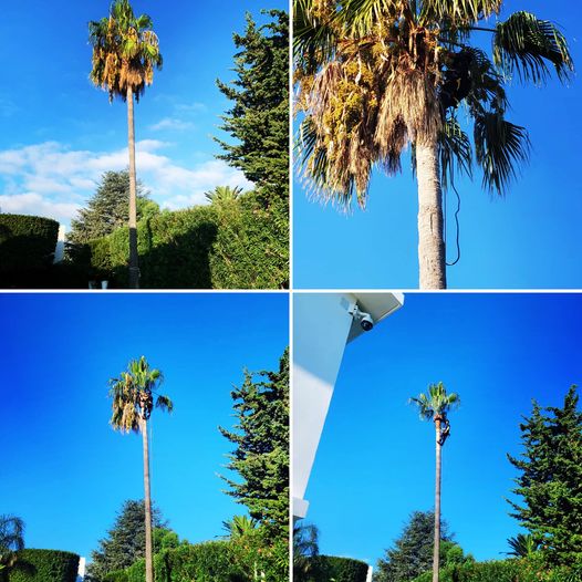 Entreprise GARDEN ELAGUE Grasse - Tony PORTELLI Elagueur Abattage Arbres Palmiers Oliviers Jardinier Paysagiste Aménagement à Grasse 06130 Evacue tous les déchets. Camion et broyeur Disponible.